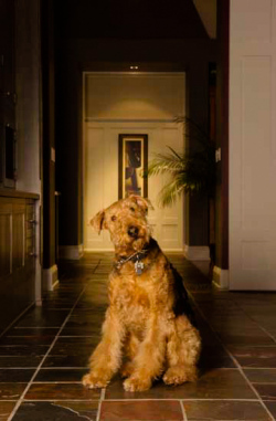 Airedale Sitting in Residential Hallway as Photographed for Owne