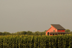 Pink Farm House surrounded by Corn Fields
